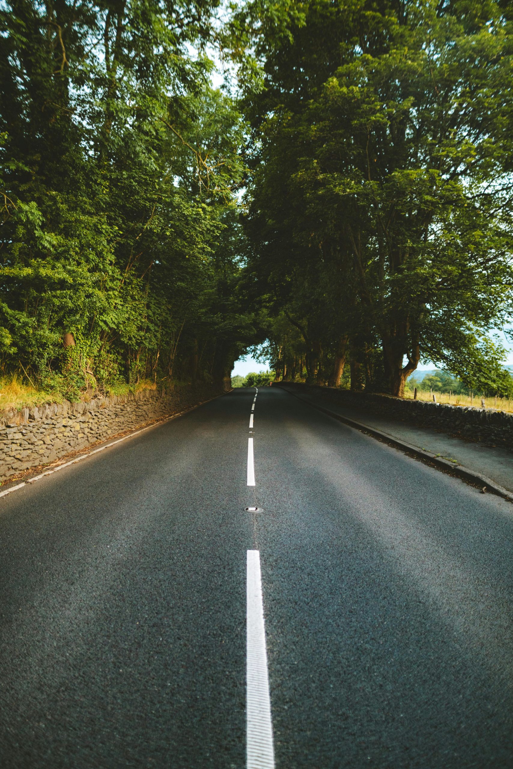A scenic empty country road lined with dense trees, perfect for travel and adventure themes.